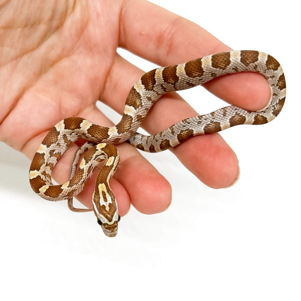 Pantherophis guttatus "Amber" - Serpent des blés