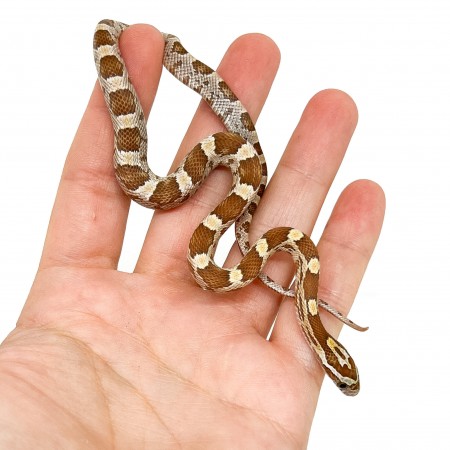 Pantherophis guttatus "Amber" - Serpent des blés