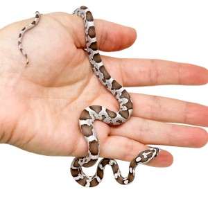 Pantherophis guttatus...