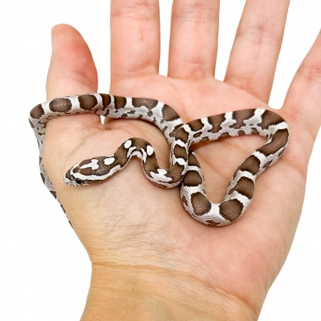 Pantherophis guttatus "Ghost" - Serpent des blés
