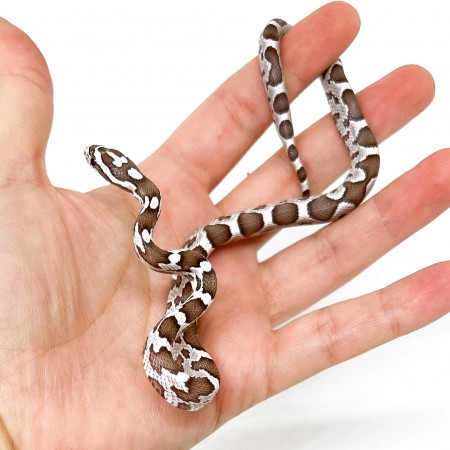 Pantherophis guttatus "Ghost" - Serpent des blés