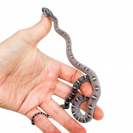 Pantherophis guttatus "Scaleless anery" - Serpent des blés