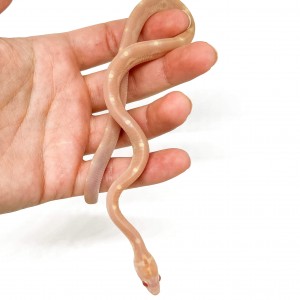 Pantherophis guttatus...