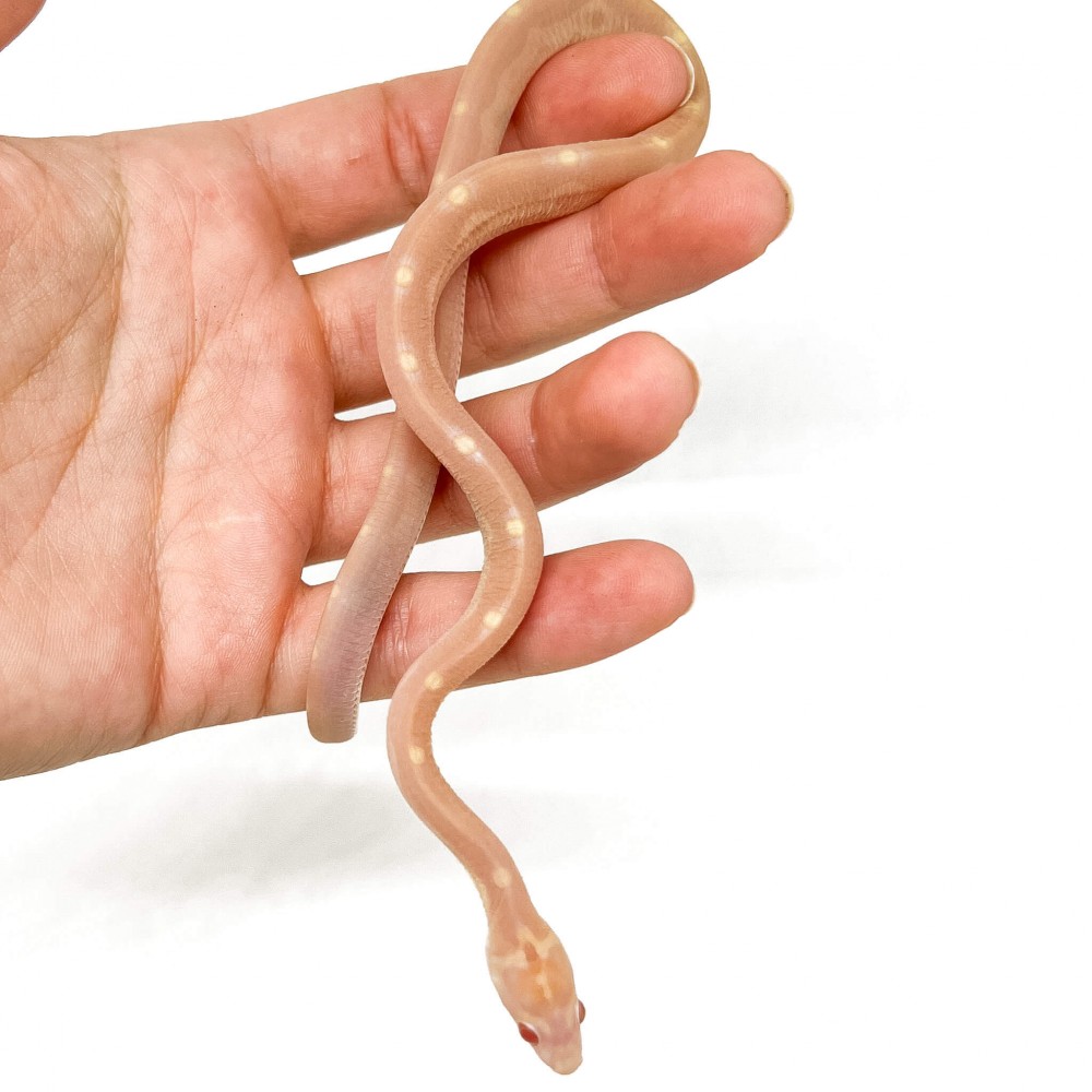 Pantherophis guttatus "Scaleless Butter Motley" - Serpent des blés