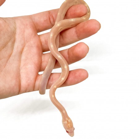 Pantherophis guttatus "Scaleless Butter Motley" - Serpent des blés
