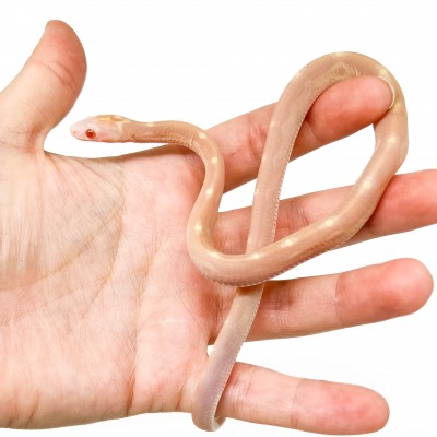 Pantherophis guttatus "Scaleless Butter Motley" - Serpent des blés