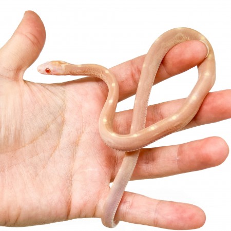 Pantherophis guttatus "Scaleless Butter Motley" - Serpent des blés