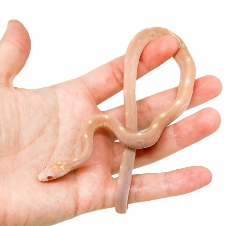 Pantherophis guttatus "Scaleless Butter Motley" - Serpent des blés