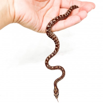 Pantherophis guttatus "Terrazzo" - Serpent des blés