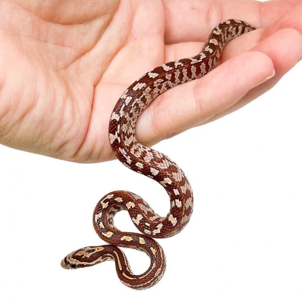 Pantherophis guttatus "Terrazzo" - Serpent des blés