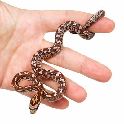 Pantherophis guttatus "Terrazzo" - Serpent des blés