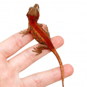 Rhacodactylus auriculatus...