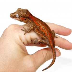 Rhacodactylus auriculatus...