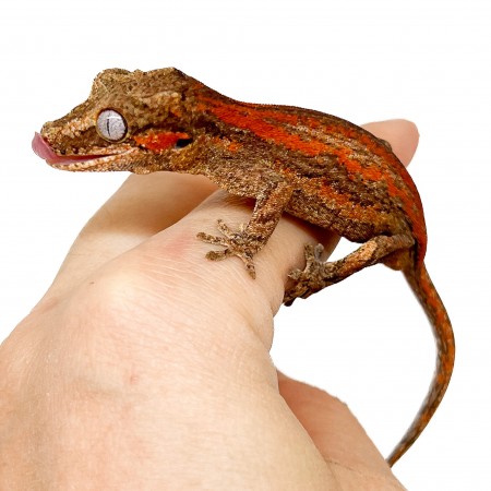 Rhacodactylus auriculatus "Red Stripe" - Gecko gargouille 02