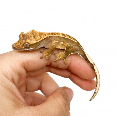 Correlophus ciliatus "Partial Pinstripe" JEUNE - Gecko à crête