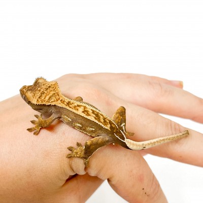 Correlophus ciliatus "Partial Pinstripe" JEUNE - Gecko à crête