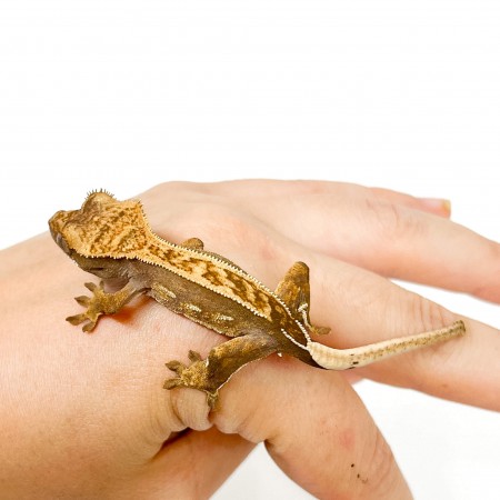 Correlophus ciliatus "Partial Pinstripe" JEUNE - Gecko à crête