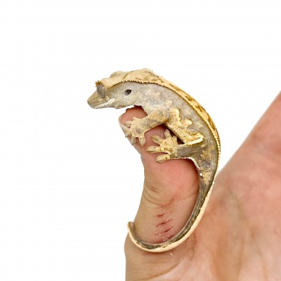 Correlophus ciliatus "Pinstripe Porthole" Jeune - Gecko à crête