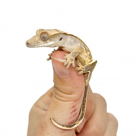 Correlophus ciliatus "Pinstripe Porthole" Jeune - Gecko à crête