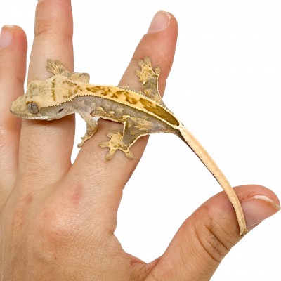 Correlophus ciliatus "Pinstripe Porthole" Jeune - Gecko à crête