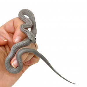 Pantherophis guttatus...