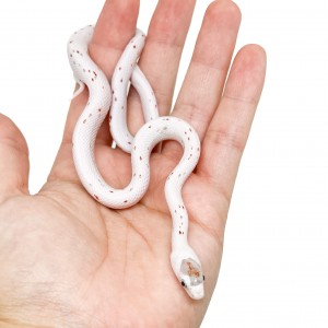 Pantherophis guttatus...