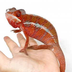 Furcifer pardalis "Ambilobe...