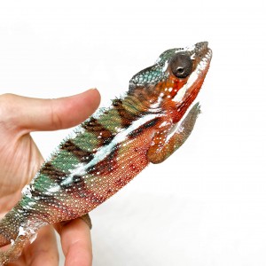 Furcifer pardalis "Ambilobe...