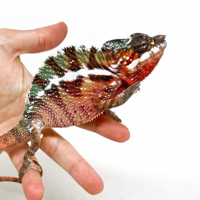 Furcifer pardalis "Ambilobe Red Bar" TYPHON - Caméléon panthère