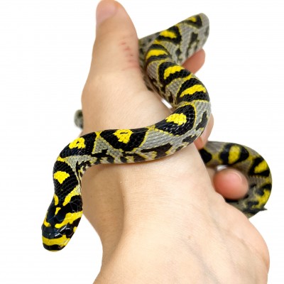 Euprepiophis mandarinus - Localité Sichuan - Couleuvre de jade