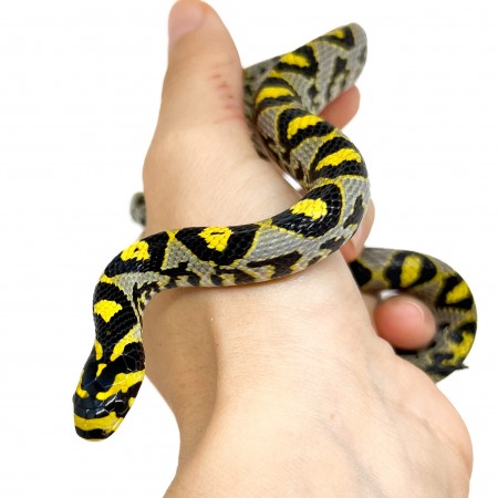 Euprepiophis mandarinus - Localité Sichuan - Couleuvre de jade