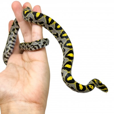 Euprepiophis mandarinus - Localité Sichuan - Couleuvre de jade