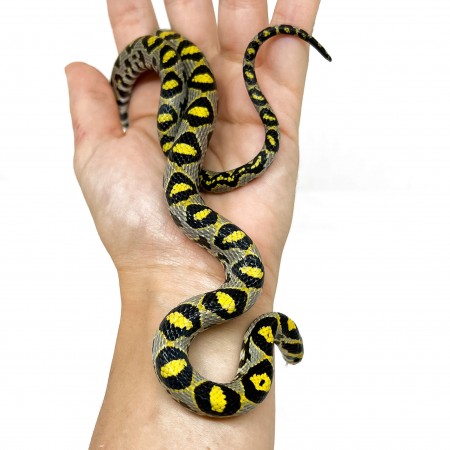 Euprepiophis mandarinus - Localité Sichuan - Couleuvre de jade