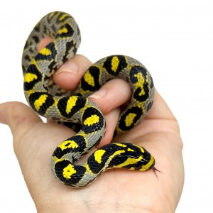 Euprepiophis mandarinus -...