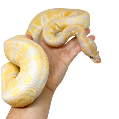 Python regius "Lavender albinos" (née en 2024) - Python royal