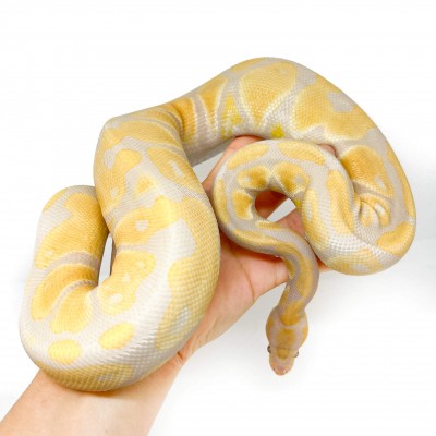 Python regius "Lavender albinos" (née en 2024) - Python royal