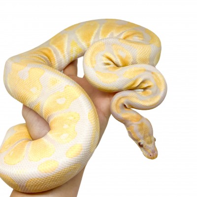 Python regius "Lavender albinos" (née en 2024) - Python royal