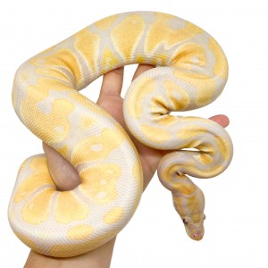 Python regius "Lavender...