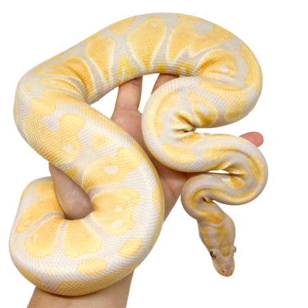 Python regius "Lavender albinos" (née en 2024) - Python royal