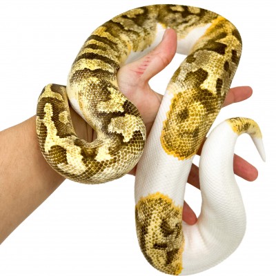 Python regius "Fire Enchi Piebald" (adulte) - Python royal