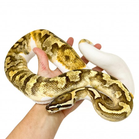 Python regius "Fire Enchi Piebald" (adulte) - Python royal