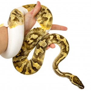 Python regius "Fire Enchi...