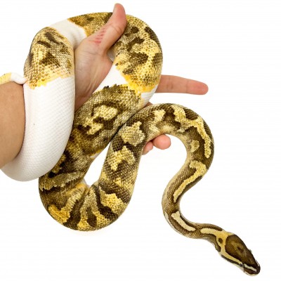 Python regius "Fire Enchi Piebald" (adulte) - Python royal