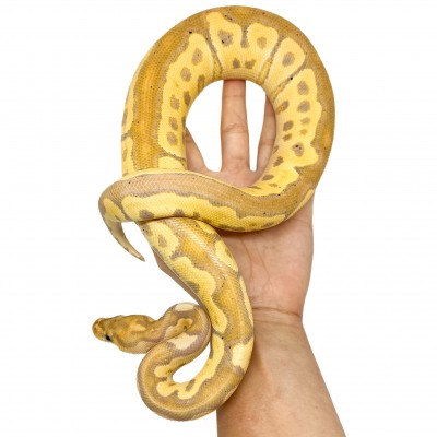 Python regius "Banana Clown" - Python royal