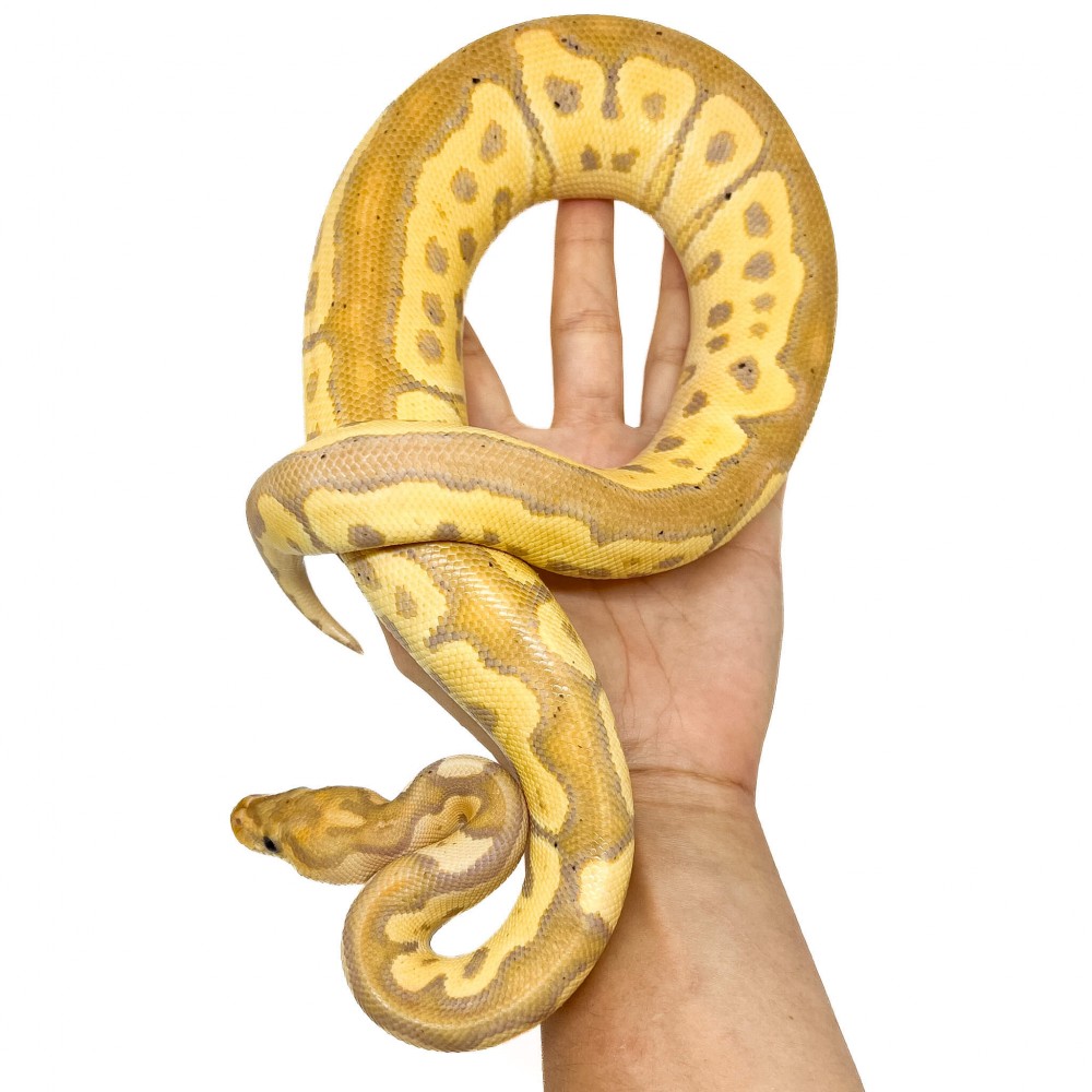 Python regius "Banana Clown" - Python royal