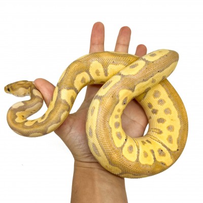 Python regius "Banana Clown" - Python royal