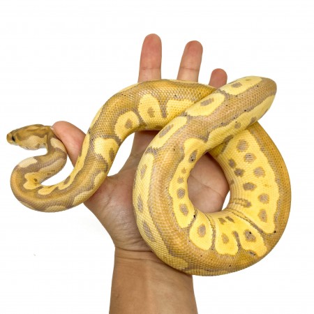 Python regius "Banana Clown" - Python royal