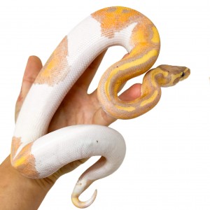 Python regius "Banana...