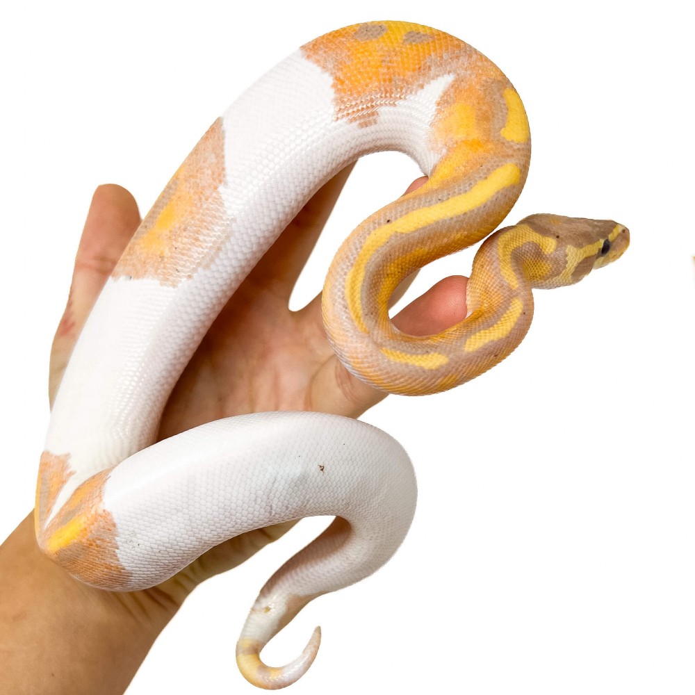 Python regius "Banana Pastel Piebald" - Python royal