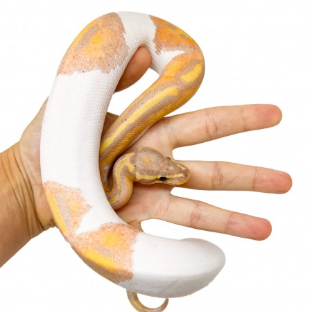 Python regius "Banana Pastel Piebald" - Python royal